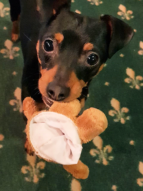 Wachhund Max